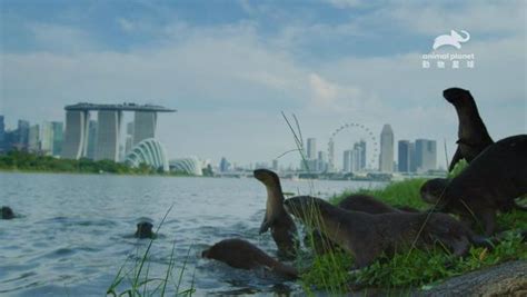 星洲水獺家族|水獺逛大街人類束手無策 《星洲水獺家族》揭開野生動物獅城崛。